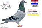 Pigeons voyageurs, Animaux & Accessoires, Oiseaux | Pigeons, Femelle, Pigeon voyageur