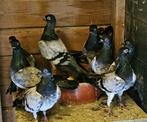 Ik zoek van deze Boedapest duiven, Dieren en Toebehoren, Vogels | Duiven, Overige soorten
