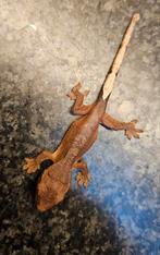 Baby wimpergekko's, Dieren en Toebehoren, Reptielen en Amfibieën