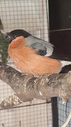 Noordse Goudvink man 2024, Dieren en Toebehoren, Vogels | Overige Vogels, Tam