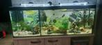 vissen, Ophalen, Gebruikt, Gevuld zoetwateraquarium