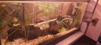 Black molly, Dieren en Toebehoren, Vissen | Aquariumvissen, Vis, Zoetwatervis