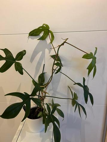 Philodendron florida ghost beschikbaar voor biedingen