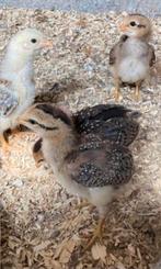 Araucana kuikentjes zoeken nieuwe thuis, Dieren en Toebehoren, Geslacht onbekend, Kip
