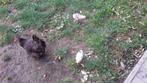 Kippen, Dieren en Toebehoren, Pluimvee, Kip