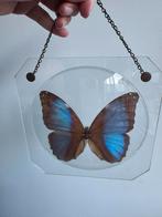 Vintage blauwe Morpho vlinder achter bol dubbel glas, Antiek en Kunst, Ophalen of Verzenden