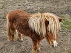 Shetlander pony te koop, Dieren en Toebehoren, Pony's, Merrie, Gechipt, 7 tot 10 jaar, Niet van toepassing
