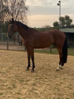 Knap springpaard, Dieren en Toebehoren, Paarden, Ruin, Springpaard
