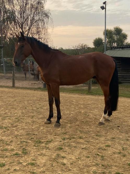 Knap springpaard, Dieren en Toebehoren, Paarden, Ruin, Springpaard