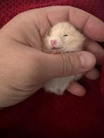 Goudhamster, Dieren en Toebehoren, Knaagdieren, Hamster