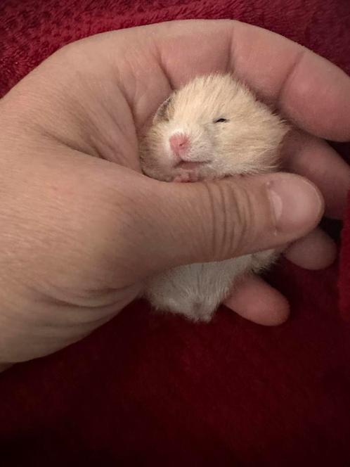Goudhamster, Dieren en Toebehoren, Knaagdieren, Hamster