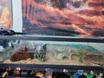 Groot aquarium met 3 volwassen handtamme muskusschildpadden, Dieren en Toebehoren, Ophalen, Gebruikt