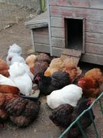 Cochin kriel hennetjes, zelf uit te kiezen, Animaux & Accessoires, Volatiles, Femelle, Poule ou poulet