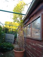 klimbes (schijnaugurk), Ophalen