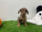 Doxipoo pups, België, 8 tot 15 weken, CDV (hondenziekte), Meerdere