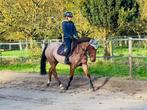 5 jarige D-pony te koop, Dieren en Toebehoren, Paarden, Merrie, Springpaard, B, Gechipt