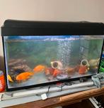 ruilen met.alles, Dieren en Toebehoren, Vissen | Aquaria en Toebehoren, Ophalen of Verzenden, Zo goed als nieuw