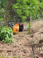 Leuk koppel/trio krielkippen, Dieren en Toebehoren, Pluimvee