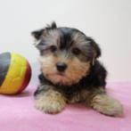 Adorables chiots Yorkshire Terrier à vendre (Belge), Animaux & Accessoires, Chiens | Jack Russell & Terriers, Commerçant, Yorkshire Terrier