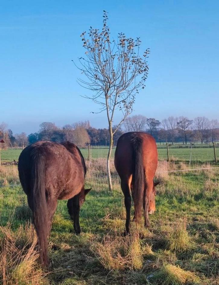 Op zoek naar: Woning met weide, Immo, Op zoek naar een huis