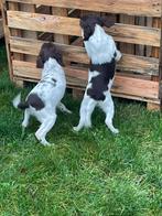 Engelse Springer Spaniel pups ouders bejaagd super mooie, Dieren en Toebehoren, Honden | Retrievers, Spaniëls en Waterhonden, België