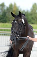 Prachtige dressuurmerrie Indian Rock xtotilas x ferro 7 jaar, Dieren en Toebehoren, Paarden, Merrie, L, Dressuurpaard