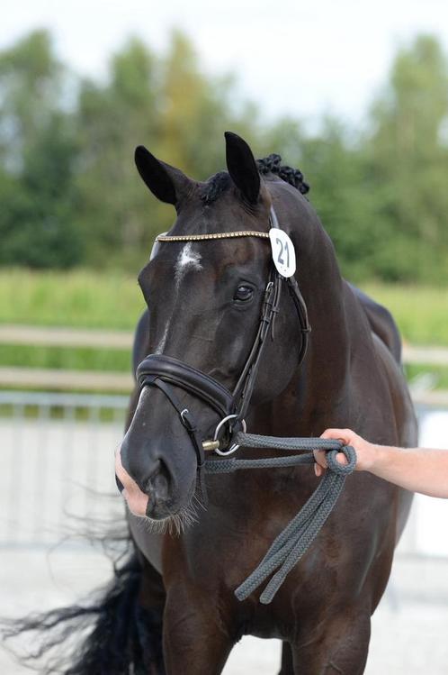 Prachtige dressuurmerrie Indian Rock xtotilas x ferro 7 jaar, Dieren en Toebehoren, Paarden, Merrie, L, Dressuurpaard