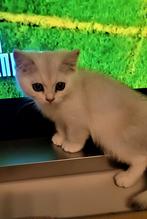 British Black Silver Chaded, Blue Silver point Shell, Dieren en Toebehoren, Kater, Gechipt, 0 tot 2 jaar