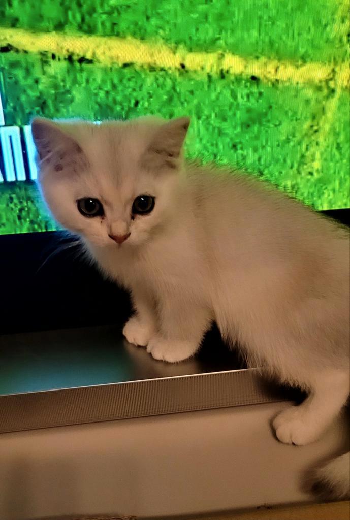 British Black Silver Chaded, Blue Silver point Shell, Dieren en Toebehoren, Katten en Kittens | Raskatten | Korthaar, Kater, 0 tot 2 jaar