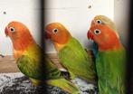 Agaporniden, Meerdere dieren, Dwergpapegaai of Agapornis