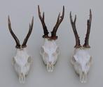 3 x mooi gebleekte REE SCHEDEL - ref. U, Verzamelen, Dierenverzamelingen, Ophalen of Verzenden, Zo goed als nieuw, Hert, Schedel