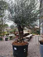 Olijfboom Olea Europaea Bonsai, Tuin en Terras, Ophalen, Olijfboom