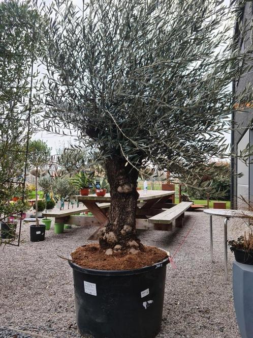 Olijfboom Olea Europaea Bonsai, Tuin en Terras, Planten | Bomen, Olijfboom, Ophalen
