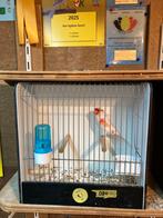 3 Mozaïeken T2 mans + 5 ivoor mozaïeken poppen T1, Dieren en Toebehoren