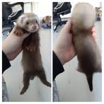 fretjes, Dieren en Toebehoren, Knaagdieren, Mei, Meerdere dieren, Fret