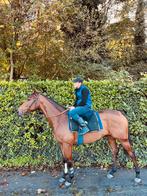 Wandel-recreatie paard, Merrie