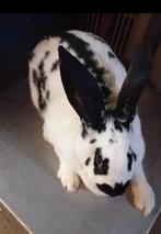 Vlinder Voedster 8 maand oud., Dieren en Toebehoren