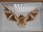 Vleermuis taxidermie, Ophalen, Nieuw, Wild dier, Opgezet dier