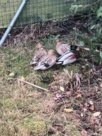 Hollandse kwakereendjes forelkleurig., Dieren en Toebehoren