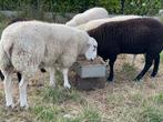 Swifter stamboek dekbokken, Mâle, Mouton, 0 à 2 ans