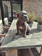 Franse Bulldogpuppies ,voll in orde, België, Fokker | Hobbymatig, 8 tot 15 weken, Bulldog