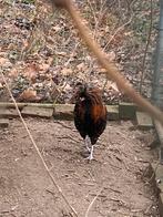 Cochin haan en padua haan, Dieren en Toebehoren, Pluimvee, Mannelijk, Kip