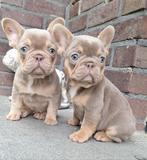 Franse Bulldog pups, Dieren en Toebehoren, België, Fokker | Hobbymatig, CDV (hondenziekte), 8 tot 15 weken