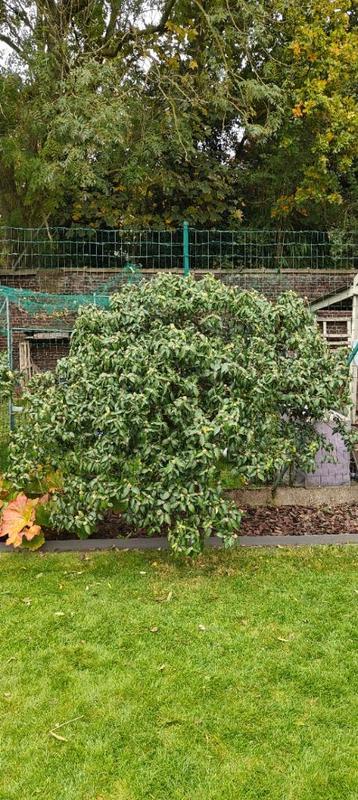 Sneeuwballen bomen (2 stuks) disponible aux enchères