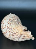 Gewone Tritonshoren (Charinia Tritonis) +-35cm, Verzamelen, Mineralen en Fossielen, Ophalen of Verzenden, Schelp(en)