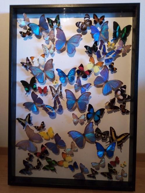Mooie vlinders in kader, Verzamelen, Dierenverzamelingen, Zo goed als nieuw, Opgezet dier, Insect, Ophalen