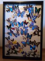 Mooie vlinders in kader, Comme neuf, Insecte, Enlèvement, Animal empaillé