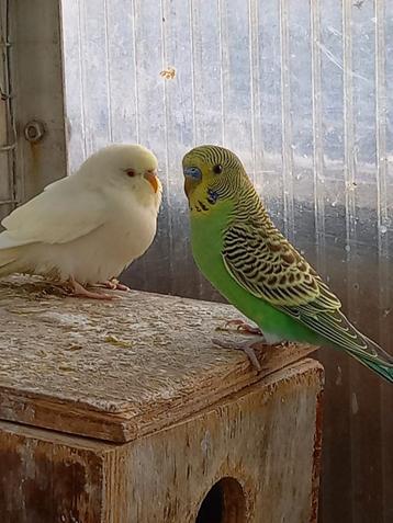 Jonge grasparkietjes, Plusieurs animaux, Perruche