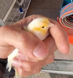 Een koppel mozaïek, Plusieurs animaux, Canari de couleur