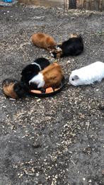 Konijnen en cavia’s gezocht ( goede thuis geboden)